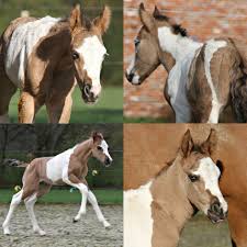Bay Dun Tovero Paint Foal Apha Horses Animals Painting