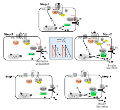 Biomedicines | Free Full-Text | RGS4-Deficiency Alters Intracellular  Calcium and PKA-Mediated Control of Insulin Secretion in Glucose-Stimulated  Beta Islets