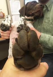common dog paw problems and how to