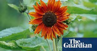 In the uk this is april and may. Alys Fowler Growing Sunflowers From Seed Gardening Advice The Guardian
