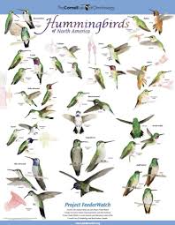 backyard birds and hummingbirds poster