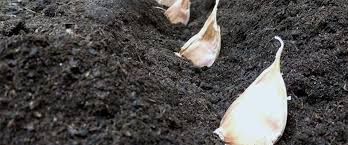 How To Plant Garlic Bulbs National