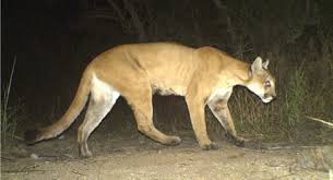 Slowly wave your arms and speak firmly. How To Tell If A Mountain Lion Is Nearby And What To Do If You See One Orange County Register
