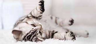 Bengal cats & kittens in uk. Mypetsa Pet Clinic