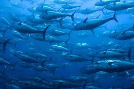 tuna ocean sea underwater fish fishes