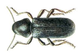 Der messingkäfer (niptus hololeucus) ist ein käfer aus der unterfamilie der diebskäfer (ptininae). Kafer Bekampfen Schadlingsbekampfung Kafer Durch Kammerjager