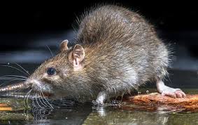 Read on for natural ways to get rid of them and keep them from coming back. How To Get Rid Of Rats In Your Home A Complete Guide
