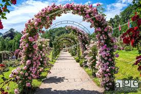 Rose Arches In The Rose Garden