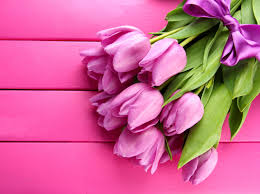 flower spring hd wallpaper tulip