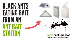 how to get rid of ants easypestsupplies