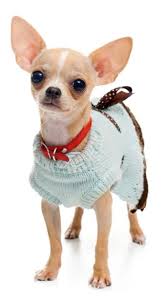 chihuahua clothes and accessories at