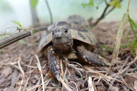 adopter une tortue de terre la tortue