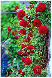 red climbing rose flower seeds by