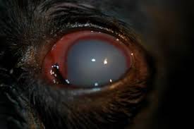 glaucoma in dogs eye clinic