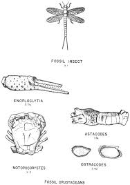 Texas Fossils A Project Gutenberg Ebook