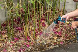 how to get rid of bamboo from your yard