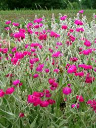 Lychnis Atrosanguinea -- Bluestone Perennials