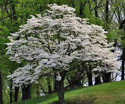 'cherokee princess' dogwood is a standard tree in many gardens where it is used by the patio for light shade, in the shrub border to add spring and fall color or as a. Dogwood Description Tree Flowers Major Species Facts Britannica