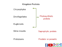 Kingdom Protista Keywords Kingdom Protista Classification