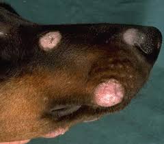 what does ringworm look like on a dog