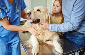 https://blog.healthypawspetinsurance.com/cost-of-veterinary-care gambar png