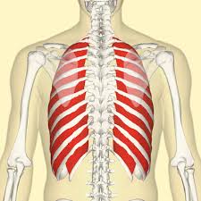 It encloses the thoracic cavity, which contains the lungs. External Intercostal Muscles Owlapps