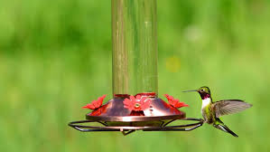 homemade hummingbird food nectar