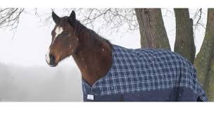 a guide to blanketing horses morning