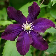 Herbaceous clematis & cut flower clematis: Buy Clematis Group 3 Syn Clematis Romantica Clematis Romantika 24 99 Delivery By Crocus