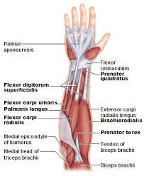 From the arm muscle diagram above, the muscles of the arm that can be seen easily on the surface include biceps, triceps, brachioradialis, extensor carpi radialis longus, and deltoid. Muscles Of The Forearm