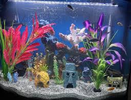 36 gallons fish tanks and aquariums
