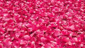 premium photo pink rose petals background