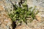 Galium tendae / Gaillet de Tende / Rubiaceae ... - FLOREALPES