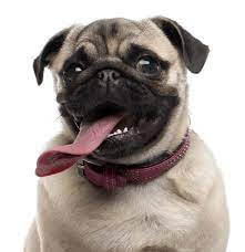 Click here to view available pug puppies for sale. Pug Puppies For Sale Adoptapet Com