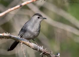 the gray catbird and rictal bristles