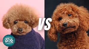 toy vs miniature poodle you