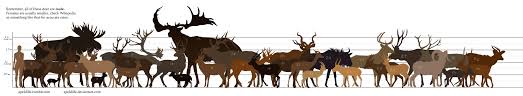 Ungulate Size Comparison Chart Updated New Link The