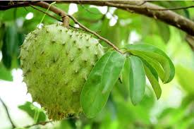 Durian belanda adalah buah yang begitu versatil kerana khasiatnya terkandung bukan sekadar pada isinya malah kulit, daun dan bijinya juga. Peminat Durian Belanda Awas Baca Dulu Sebelum Anda Makannya Hari Ini Mudahnya Nak Heal Ekzema