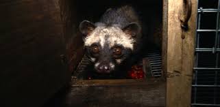 Kopi luwak is the type of coffee bean produced in indonesia. Civet Cat Poop Coffee The World S Most Expensive Brews Up Animal Rights Controversy Abc News