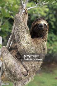 Threetoed Sloth Corcovado National Park Costa Stock Photo 696588499 gambar png