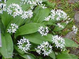 Allium ursinum - Wikipedia