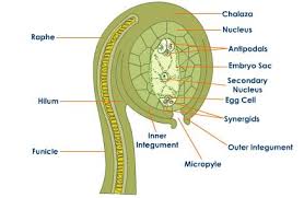 (ii)part that transfers male gametes to the female gametes. Draw The Well Labelled Diagram Of Longitudinal Section Of Ovule