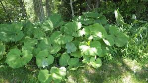 highly invasive plant found in