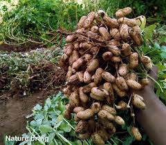 How To Grow Peanuts Growing Peanuts