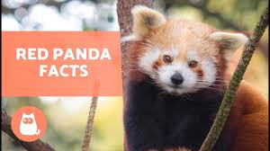 the red panda characteristics