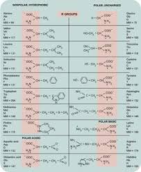 29 Best Amino Acids Images Amino Acids Biochemistry