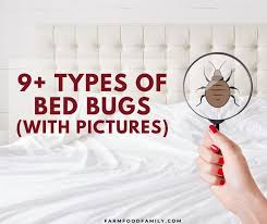 9 Diffe Types Of Bed Bugs With