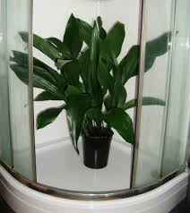 How To Clean Your Houseplants Our