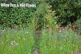 Willow Dens And Wild Flower Meadows