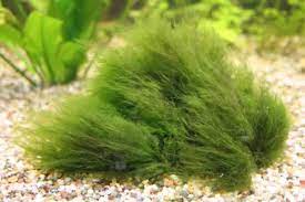 how to remove hair algae in aquariums